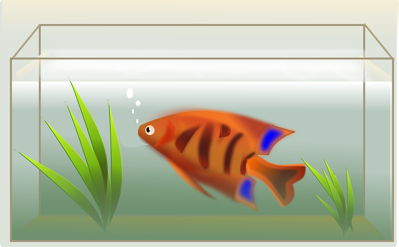 Fish Tank for Fengshui